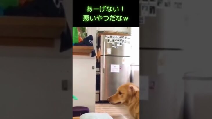 いぢわるな犬 ヨシオ