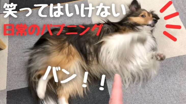 犬を飼うと毎日ハプニング！ ドジなキキですがどうか笑わないで…