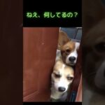 何しているか様子を見る犬