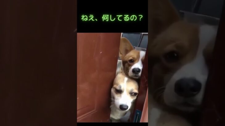 何しているか様子を見る犬