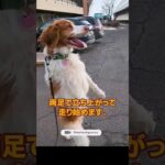 人のように歩く犬の感動する話 | 癒し動画