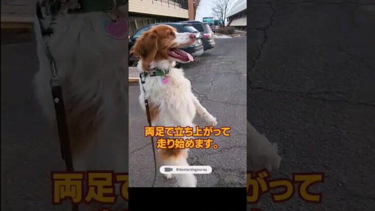 人のように歩く犬の感動する話 | 癒し動画