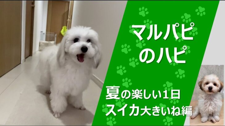 犬のマルパピのハピが、夏の日常の生活を楽しむ動画。犬らしくかわいく遊んだり、熊本からサプライズ級の大きなスイカが届き、驚く犬のハピちゃん、大好きなボール遊びなど、犬と夏の暮らしを楽しむおもしろ動画です