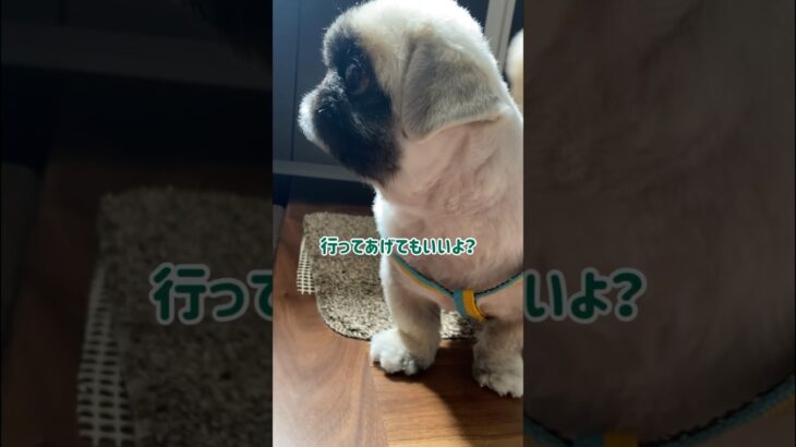 ⁡【お散歩前の儀式が面倒くさい】#犬 #チワワ #ペキニーズ #わんこ #癒し動画  #散歩⁡⁡