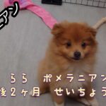 【子犬遊び】かわいいポメラニアン　ららの成長日記　