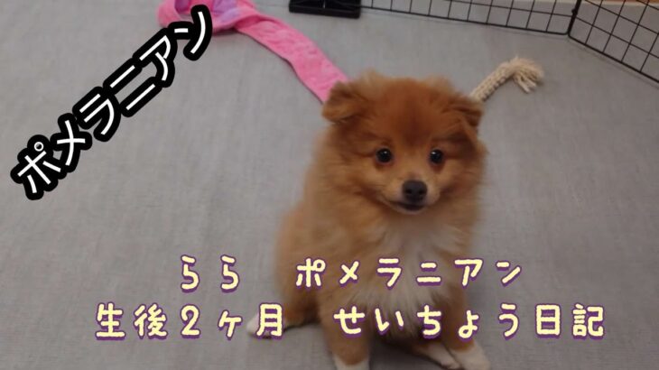 【子犬遊び】かわいいポメラニアン　ららの成長日記　