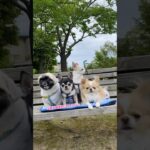 ⁡【いつもの散歩】#犬 #チワワ #ペキニーズ #わんこ #癒し動画 ⁡⁡#散歩