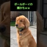 ボールをめっちゃ咥えている犬