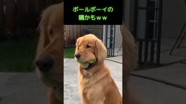 ボールをめっちゃ咥えている犬