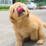 最も面白くて最もかわいいゴールデンレトリバーの子犬 #1 ─ 面白い子犬のビデオ 2023