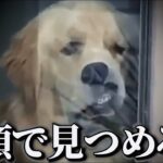 【神回】犬猫の面白動画にツッコミどころ満載なアフレコしてみたｗｗｗ【猫動画】【動物】【ハプニング映像】#10