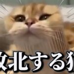 【神回】犬猫の面白動画にツッコミどころ満載なアフレコしてみたｗｗｗ【動物】【猫動画】【犬動画】【ハプニング映像】#11