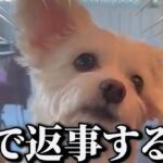 【神回】犬猫の衝撃的な面白動画にツッコミどころ満載にボケてアフレコしてみたｗｗｗ【動物】【ハプニング映像】#13