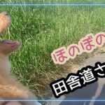 【子犬　田舎道さんぽ 2】かわいいポメラニアンららの成長日記