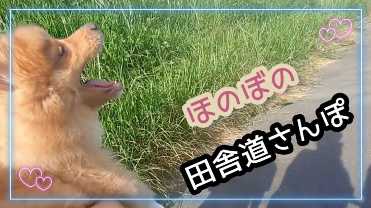 【子犬　田舎道さんぽ 2】かわいいポメラニアンららの成長日記