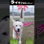 仔犬おもしろ動画・一発芸の2本立てです。ライオンだぞ！ガオー！と命！