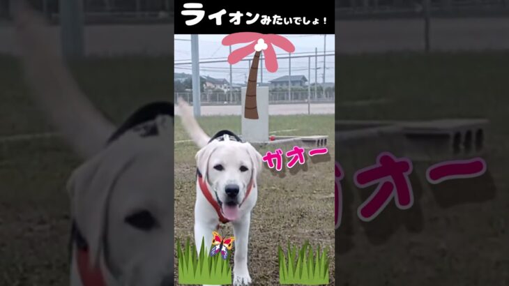 仔犬おもしろ動画・一発芸の2本立てです。ライオンだぞ！ガオー！と命！