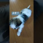 フルコンボだドン🐶2023.6.20#いぬ #ペット #かわいい犬 #shortvideo #shorts