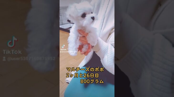 【2ヶ月子犬動画】いまと変わらない？大きさは変わったはず　#マルチーズ　#子犬2ヶ月　#マルチーズのポポ　#成長記録　#Puppydog　#maltese 　#dog