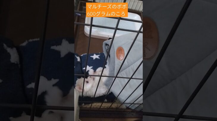 【子犬2ヶ月のポポ】やっぱりちいさかった〜　#マルチーズ　#2ヶ月　#maltese 　#マルチーズのポポ　#dog 　#パピー犬　#Puppy　#成長 　#成長記録 　#子犬　#仔犬　#こいぬ