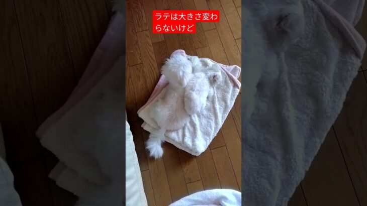 【子犬2ヶ月動画】マルチーズ4ヶ月のポポの2ヶ月前　#マルチーズ　#マルチーズ子犬　#マルチーズのポポ　#maltese 　#dog 　#パピー　#Puppydog　#mix 　#マルポメ　#成長