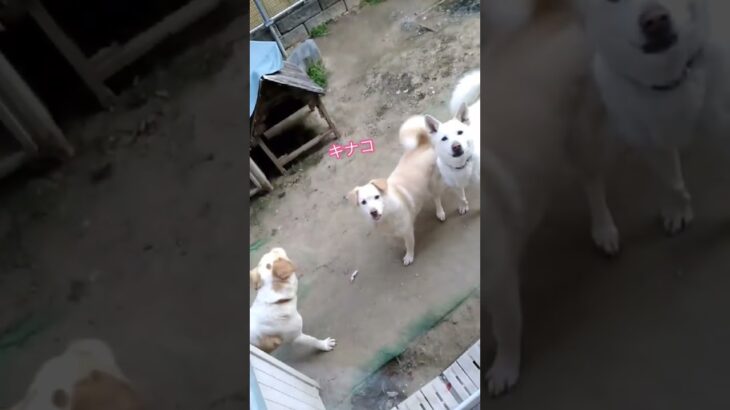 3姉弟でいつものワンプロ　#shorts #多頭飼い犬 #雑種犬 #わんこ #ワンプロ