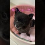 パパのくだらないジョーク Part 4 #shorts #ポメラニアン #犬 #かわいい