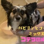 【パピヨンとコーギーのミックス犬】愛犬コテツのシャンプータイム　Shampoo time for my dog Kotetsu
