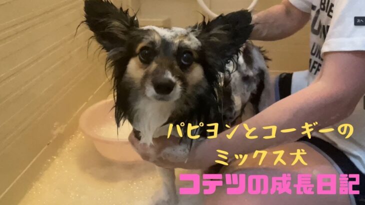 【パピヨンとコーギーのミックス犬】愛犬コテツのシャンプータイム　Shampoo time for my dog Kotetsu