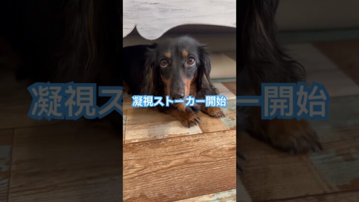 【ストーカー犬】銀子さん #おもしろ犬 #dachshund #癒し犬