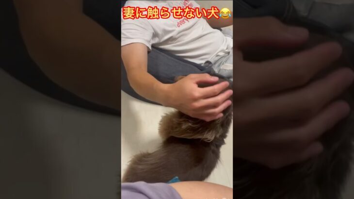 【愛犬】妻に触ると怒る犬😂続きは動画で❤️ #おもしろ #愛犬 #dog #ダックス #family #家族 #犬 #ダックスフント #女子 #可愛い