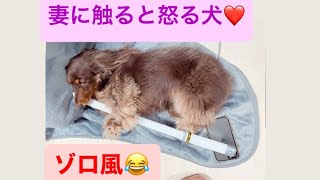 【愛犬】❤️妻に触ると怒る犬😂⭐️❤️ #おもしろ #愛犬 #dog #ダックス #family #家族 #犬 #ダックスフント #女子 #可愛い#ゾロ#ワンピース