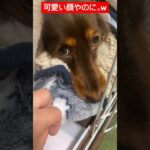 【愛犬】❤️【自分の物は絶対渡さない犬🐶⭐️】#愛犬# #dog #癒し #ダックス #ダックスフント #犬 #女子 #家族 #おもしろ #成長#保護犬#女の子#怖い#family#怒る#独占欲