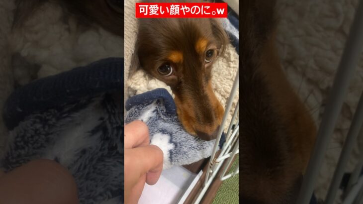 【愛犬】❤️【自分の物は絶対渡さない犬🐶⭐️】#愛犬# #dog #癒し #ダックス #ダックスフント #犬 #女子 #家族 #おもしろ #成長#保護犬#女の子#怖い#family#怒る#独占欲