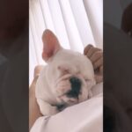 朝の撫で撫でタイム🤍#フレンチブルドッグ #フレブル #dog #frenchbulldog #犬 #癒し