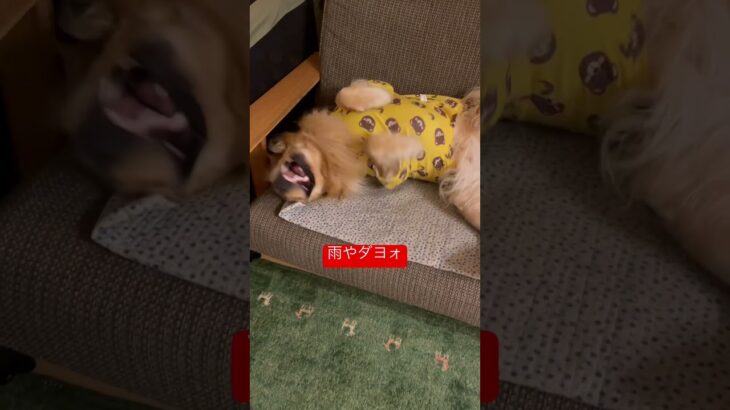 感情が入り乱れるイッヌ #goldenretriever #dog #golden #ゴールデンレトリバー #大型犬 #かわいい犬 #わんこ #ゴールデンレトリバーのいる生活