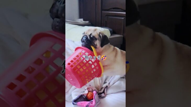 日課のおもちゃ運び中にハプニングが発生して焦る子犬のパグ｜パグのぺろぽん兄弟pug犬｜