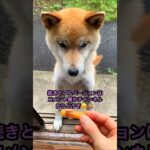 欲張りなアイドル😂 柴犬コロ🐕 #おもしろ #かわいい #柴犬 #shibainu #cute #dog #おやつ #アイドル