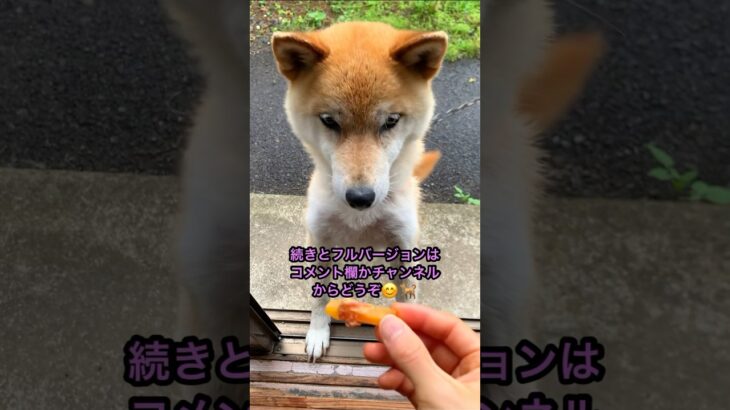 欲張りなアイドル😂 柴犬コロ🐕 #おもしろ #かわいい #柴犬 #shibainu #cute #dog #おやつ #アイドル