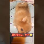 【子犬　綱引き】かわいいポメラニアン　ららの成長日記　#shorts