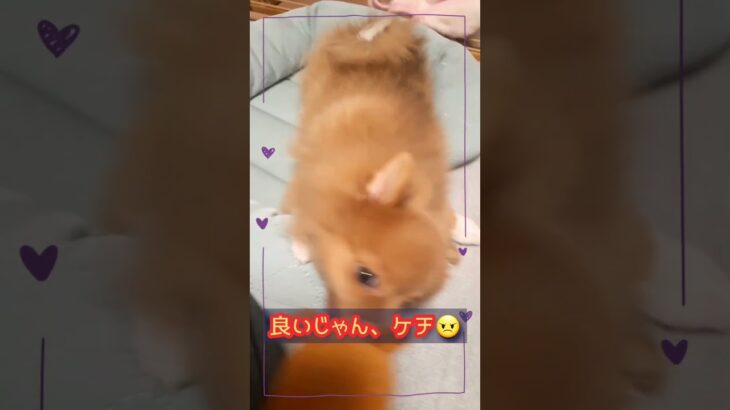 【子犬　綱引き】かわいいポメラニアン　ららの成長日記　#shorts