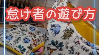 【子犬おもしろ動画】かわいいポメラニアンららの成長日記#shorts