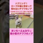 【ハプニング】咥えてるんじゃないよ😥おもちゃが歯に挟まって焦っている『チワワのノア』#shorts #chihuahua #かわいい犬