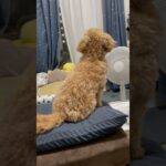 【癒し】扇風機の前でたそがれ中#shorts #dog #犬のいる暮らし #犬 #癒し