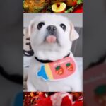 【犬の癒し動画】ほっぺたビローン！ #shorts #犬 #子犬 #犬のいる暮らし #dog #dogs #doglover