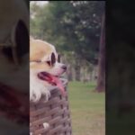 【犬の癒し動画】お散歩は自転車が楽チンなんだワン #shorts #犬 #子犬 #犬のいる暮らし #dog #dogs #doglover