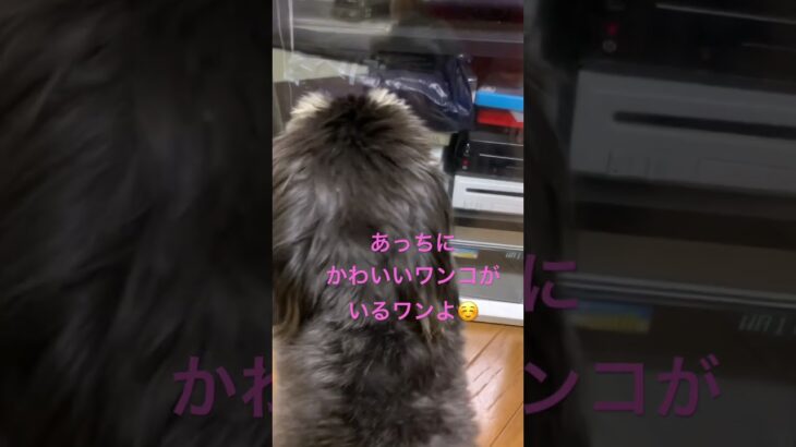 あっちにかわいい犬がいると嫉妬している犬