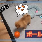 【子犬動画　ボール遊び】かわいいポメラニアン　ららの成長日記　#効果音