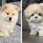 🥰地球上で最高の愛らしい子犬があなたの心を溶かします 🐶|最もかわいい子犬