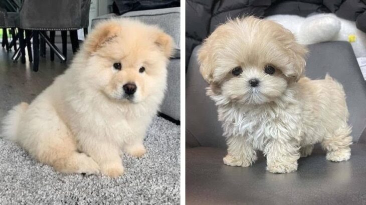 🥰地球上で最高の愛らしい子犬があなたの心を溶かします 🐶|最もかわいい子犬